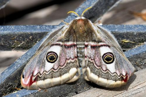 Réf. 334 107 : Saturnia pavonia